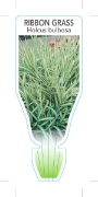 Picture of HOLCUS BULBOSA VARIEGATA RIBBON GRASS                                                                                                                 