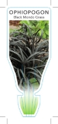Picture of OPHIOPOGON PLANISCAPUS NIGRESCENS BLACK MONDO GRASS                                                                                                   