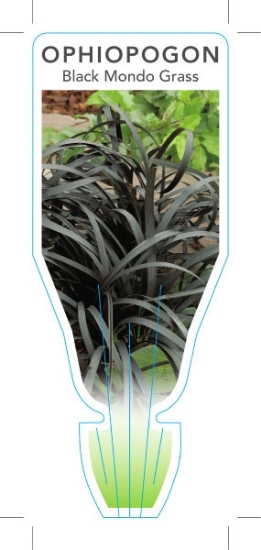 Picture of OPHIOPOGON PLANISCAPUS NIGRESCENS BLACK MONDO GRASS                                                                                                   