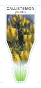 Picture of CALLISTEMON PALLIDUS LEMON BOTTLEBRUSH                                                                                                                