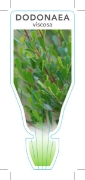 Picture of DODONAEA VISCOSA HOP BUSH                                                                                                                             