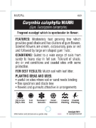 Picture of CORYMBIA CALOPHYLLA (SYN EUCALYPTUS CALOPHYLLA)                                                                                                       