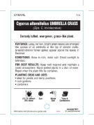 Picture of CYPERUS ALTERNIFOLIUS UMBRELLA GRASS                                                                                                                  