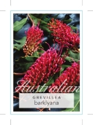 Picture of GREVILLEA BARKLYANA GULLY OR LARGE LEAF                                                                                                               