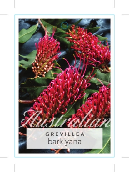 Picture of GREVILLEA BARKLYANA GULLY OR LARGE LEAF                                                                                                               