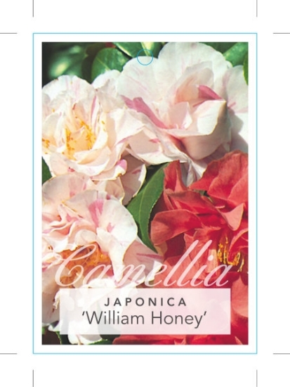 Picture of CAMELLIA WILLIAM HONEY                                                                                                                                