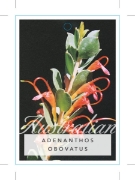 Picture of ADENANTHOS OBOVATUS JUG FLOWER                                                                                                                        