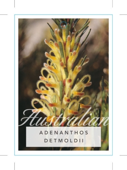 Picture of ADENANTHOS DETMOLDII                                                                                                                                  