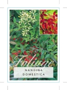 Picture of NANDINA DOMESTICA                                                                                                                                     