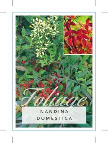 Picture of NANDINA DOMESTICA                                                                                                                                     