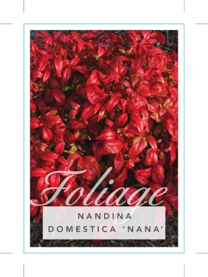 Picture of NANDINA DOMESTICA NANA DWARF SACRED BAMBOO                                                                                                            