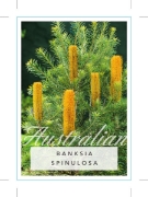 Picture of BANKSIA SPINULOSA HAIRPIN                                                                                                                             