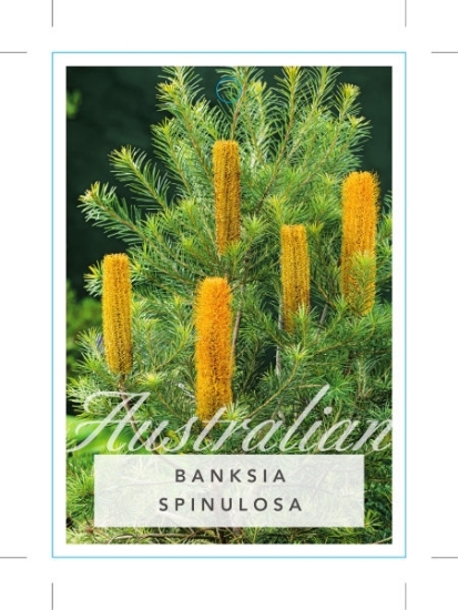 Picture of BANKSIA SPINULOSA HAIRPIN                                                                                                                             