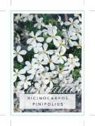 Picture of RICINOCARPOS PINIFOLIUS WEDDING BUSH                                                                                                                  