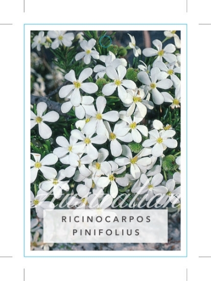 Picture of RICINOCARPOS PINIFOLIUS WEDDING BUSH                                                                                                                  