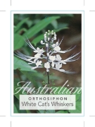 Picture of ORTHOSIPHON ARISTATUS WHITE                                                                                                                           