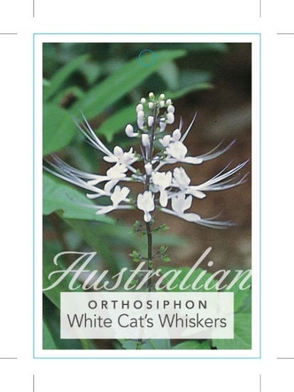 Picture of ORTHOSIPHON ARISTATUS WHITE                                                                                                                           