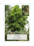 Picture of TOONA CILIATA RED CEDAR SYN TOONA AUSTRALIS                                                                                                           