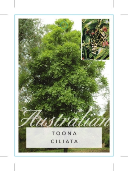 Picture of TOONA CILIATA RED CEDAR SYN TOONA AUSTRALIS                                                                                                           