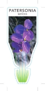 Picture of PATERSONIA SERICEA SILKY PURPLE FLAG                                                                                                                  