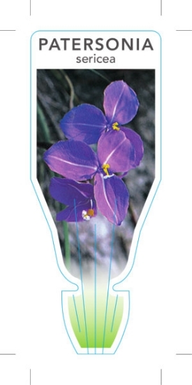 Picture of PATERSONIA SERICEA SILKY PURPLE FLAG                                                                                                                  