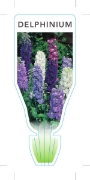 Picture of DELPHINIUM DWARF                                                                                                                                      