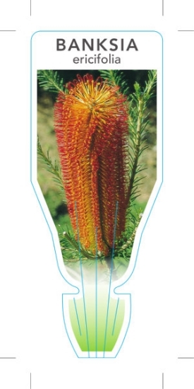 Picture of BANKSIA ERICIFOLIA HEATH LEAVED BANKSIA                                                                                                               