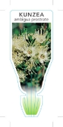 Picture of KUNZEA AMBIGUA PROSTRATE FORM                                                                                                                         