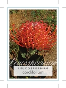 Picture of LEUCOSPERMUM CORDIFOLIUM                                                                                                                              