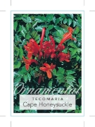 Picture of TECOMARIA CAPENSIS CAPE HONEYSUCKLE                                                                                                                   