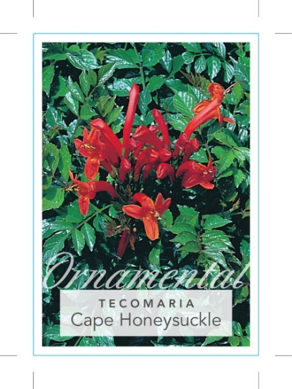 Picture of TECOMARIA CAPENSIS CAPE HONEYSUCKLE                                                                                                                   