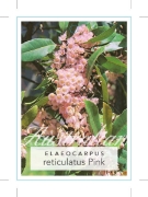 Picture of ELAEOCARPUS RETICULATUS PINK BLUEBERRY ASH                                                                                                            