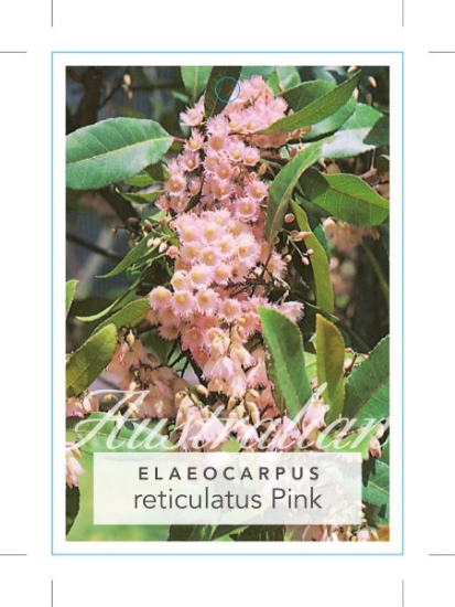 Picture of ELAEOCARPUS RETICULATUS PINK BLUEBERRY ASH                                                                                                            
