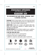 Picture of ELAEOCARPUS RETICULATUS PINK BLUEBERRY ASH                                                                                                            
