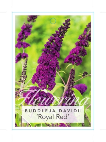 Picture of BUDDLEJA DAVIDII ROYAL RED                                                                                                                            