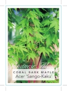 Picture of ACER PALMATUM SANGO-KAKU CORAL BARK MAPLE                                                                                                             