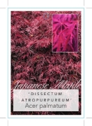 Picture of ACER PALMATUM DISSECTUM ATROPURPUREUM                                                                                                                 