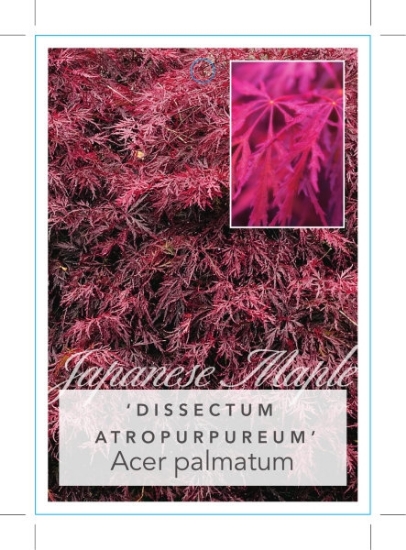 Picture of ACER PALMATUM DISSECTUM ATROPURPUREUM                                                                                                                 