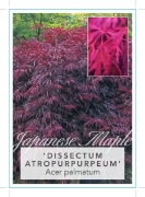 Picture of ACER PALMATUM DISSECTUM ATROPURPUREUM Jumbo Tag                                                                                                       