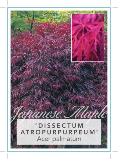 Picture of ACER PALMATUM DISSECTUM ATROPURPUREUM Jumbo Tag                                                                                                       