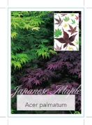 Picture of ACER PALMATUM VARIETY (UNNAMED)                                                                                                                       