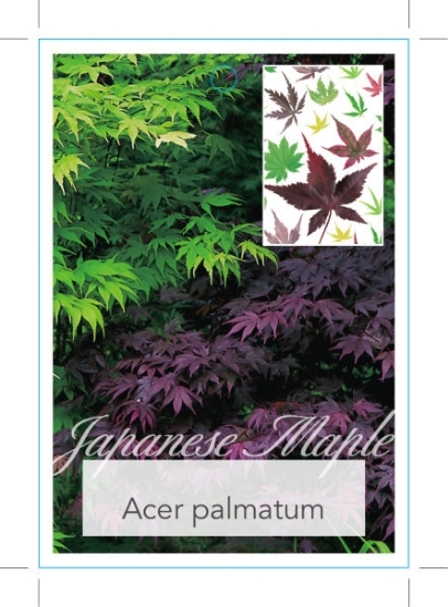Picture of ACER PALMATUM VARIETY (UNNAMED)                                                                                                                       