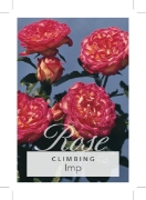 Picture of ROSE IMP CLIMBING                                                                                                                                     