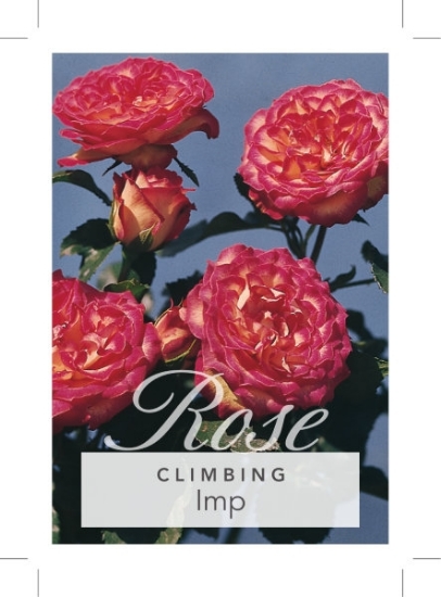 Picture of ROSE IMP CLIMBING                                                                                                                                     