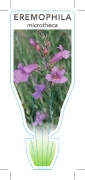 Picture of EREMOPHILA MICROTHECA                                                                                                                                 