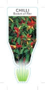 Picture of VEGETABLE CHILLI BASKET OF FIRE (Capsicum annuum)                                                                                                     