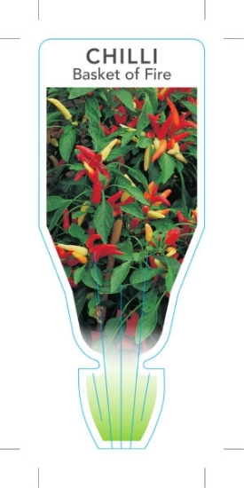 Picture of VEGETABLE CHILLI BASKET OF FIRE (Capsicum annuum)                                                                                                     