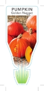 Picture of VEGETABLE PUMPKIN GOLDEN NUGGET (Cucurbita maxima)                                                                                                    