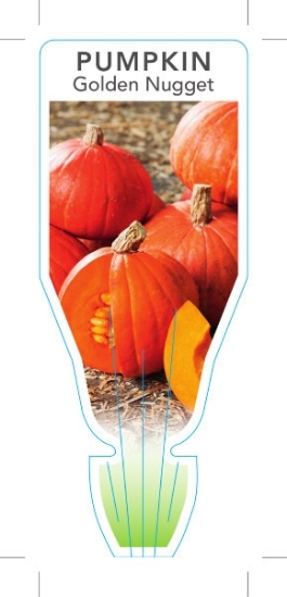 Picture of VEGETABLE PUMPKIN GOLDEN NUGGET (Cucurbita maxima)                                                                                                    