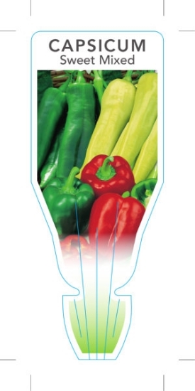 Picture of **VEGETABLE CAPSICUM SWEET MIXED (Capsicum annuum)                                                                                                    